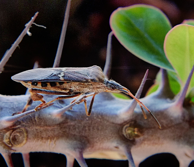bug (order Hemiptera) on Euphorbia milii