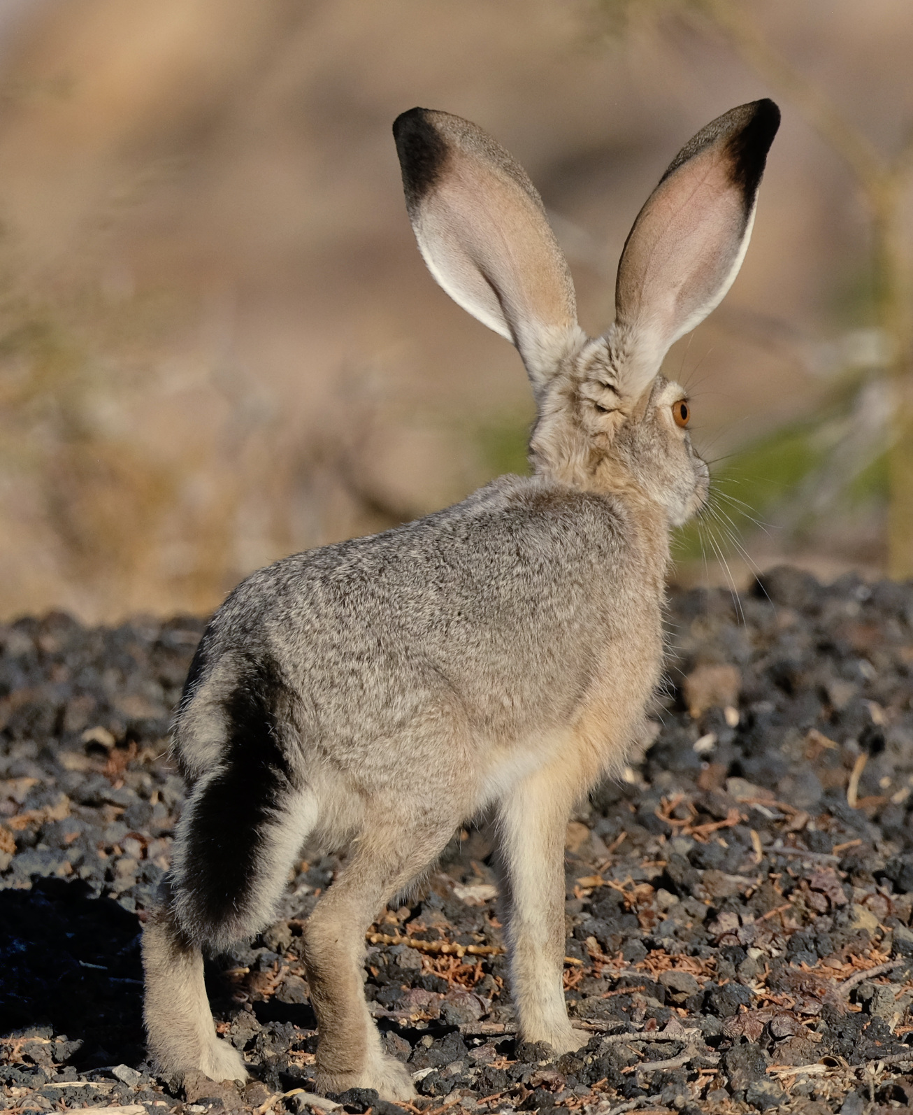 Lepus californicus