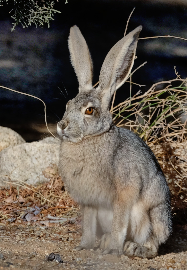 Lepus californicus