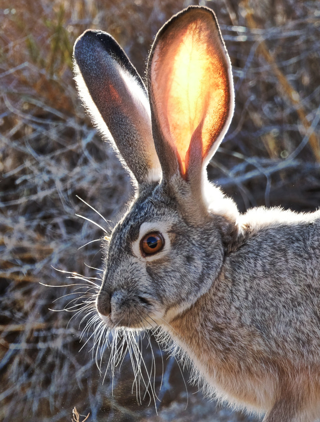 Lepus californicus