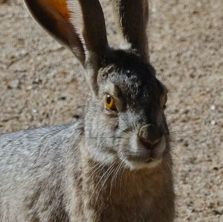 Lepus californicus, yesterday