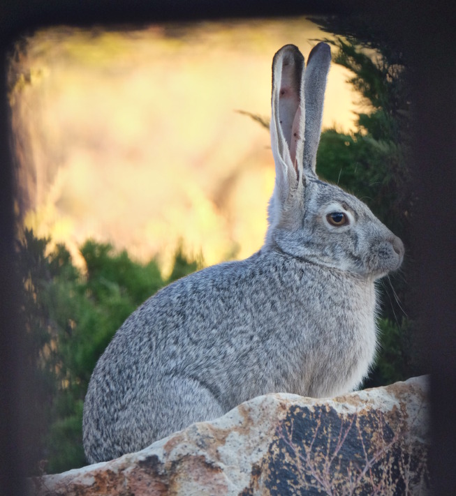 Lepus californicus