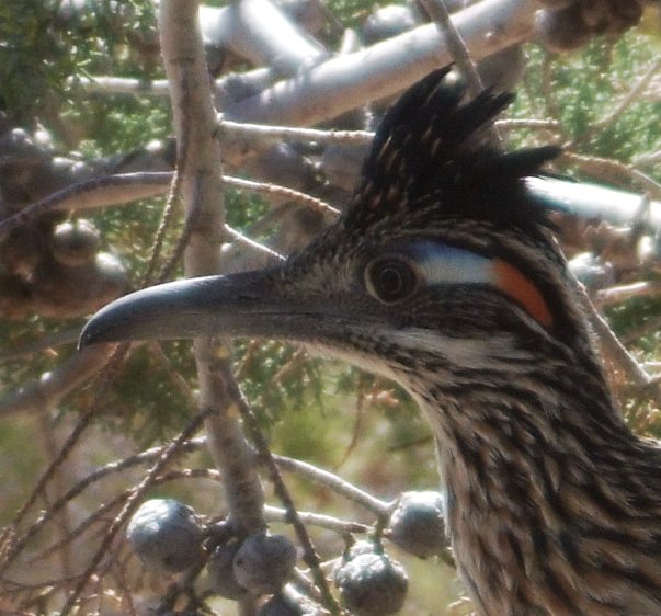 Geococcyx californianus, Cupressus arizonica