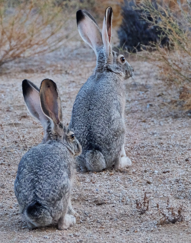 Lepus californicus